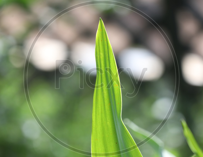 Close up of a grass leaf