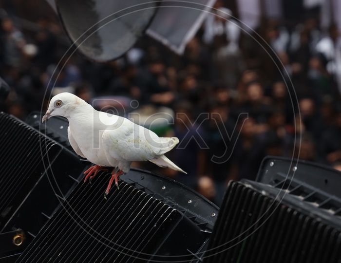 White Pigeon Bird
