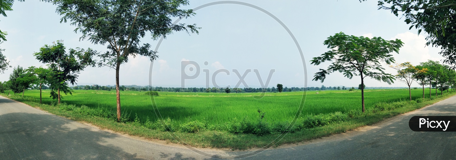 Paddy Fields : The Soul of India