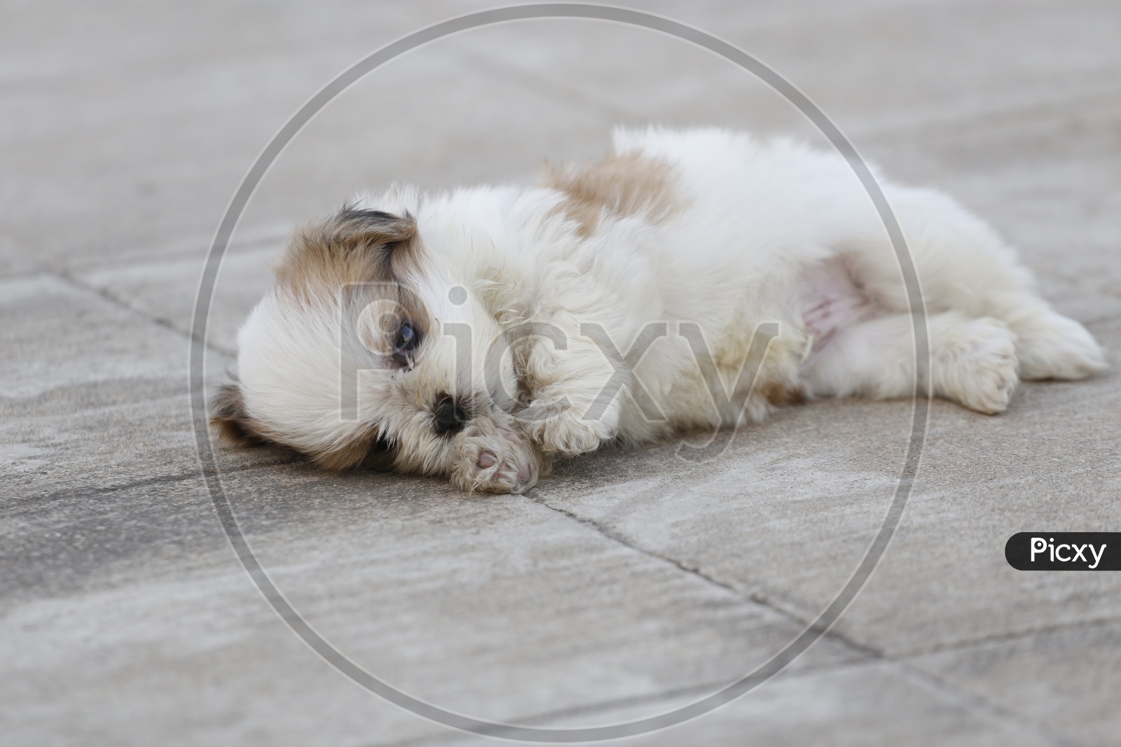 Cute Shih Tzu Dog Puppy  Sleeping
