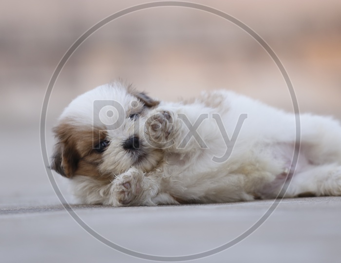 Cute Shih Tzu Dog Puppy  Playing