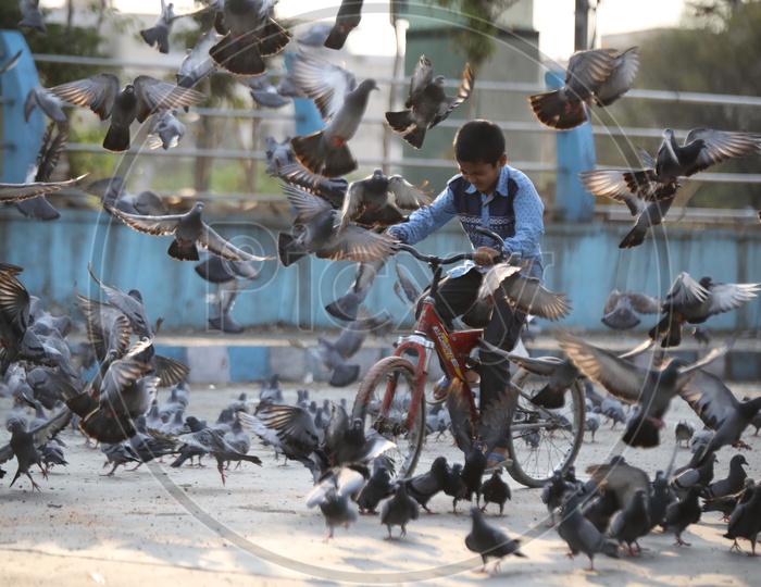 Happy Boy Riding Bicycle At Pigeons Spot