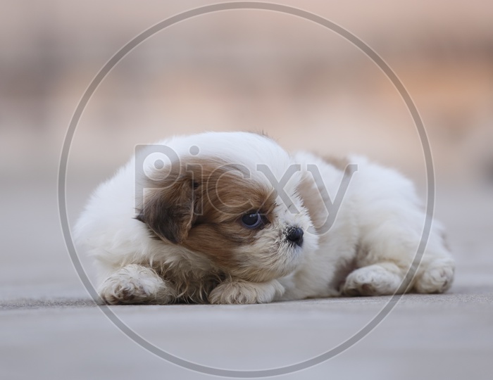 Cute Shih Tzu Dog Puppy  Playing