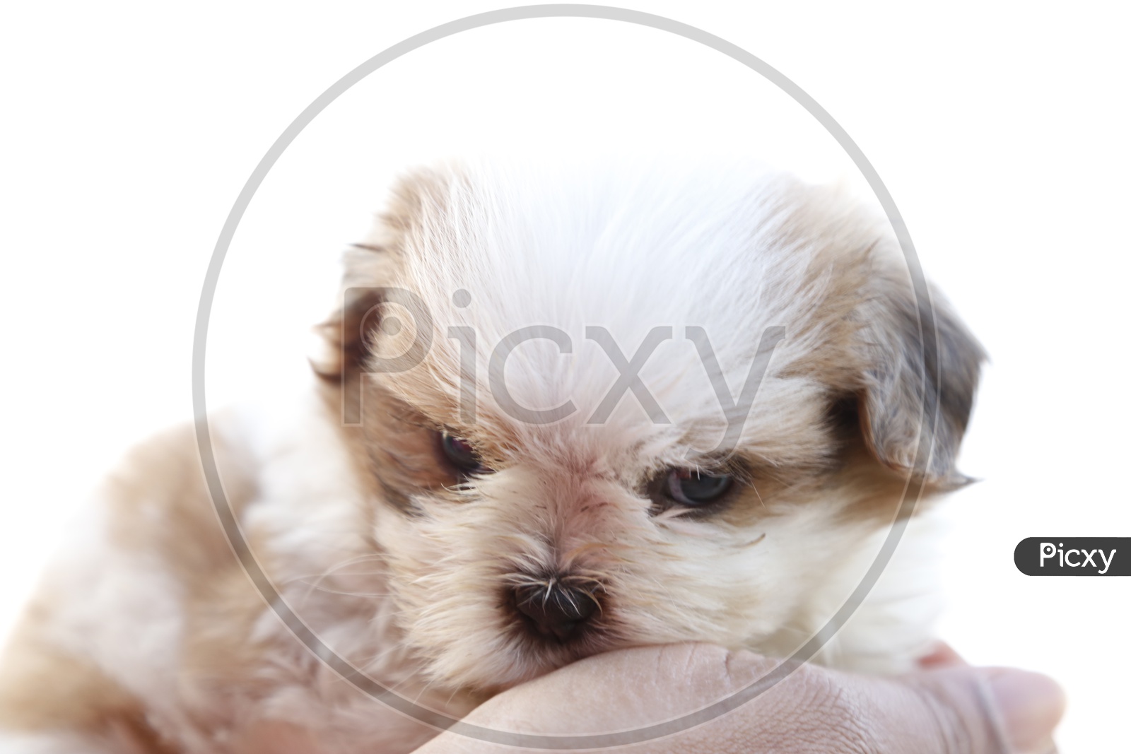 Cute Shih Tzu Dog Puppy