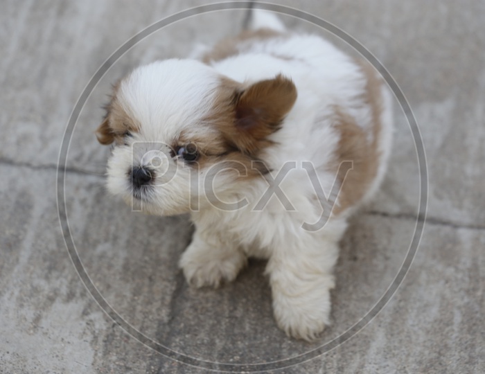 Cute  Shih Tzu Dog Puppy