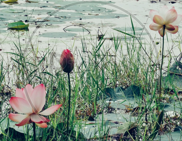 Beautiful lotus at the lotus pond.