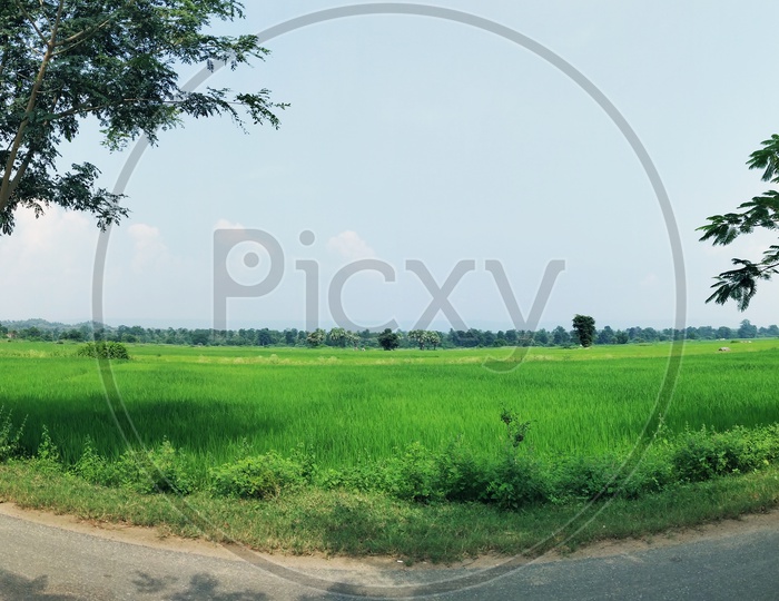 Paddy Fields : The Soul of India