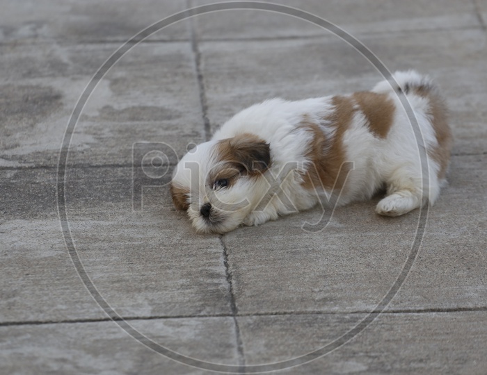 Cute Shih Tzu Dog Puppy  Sleeping