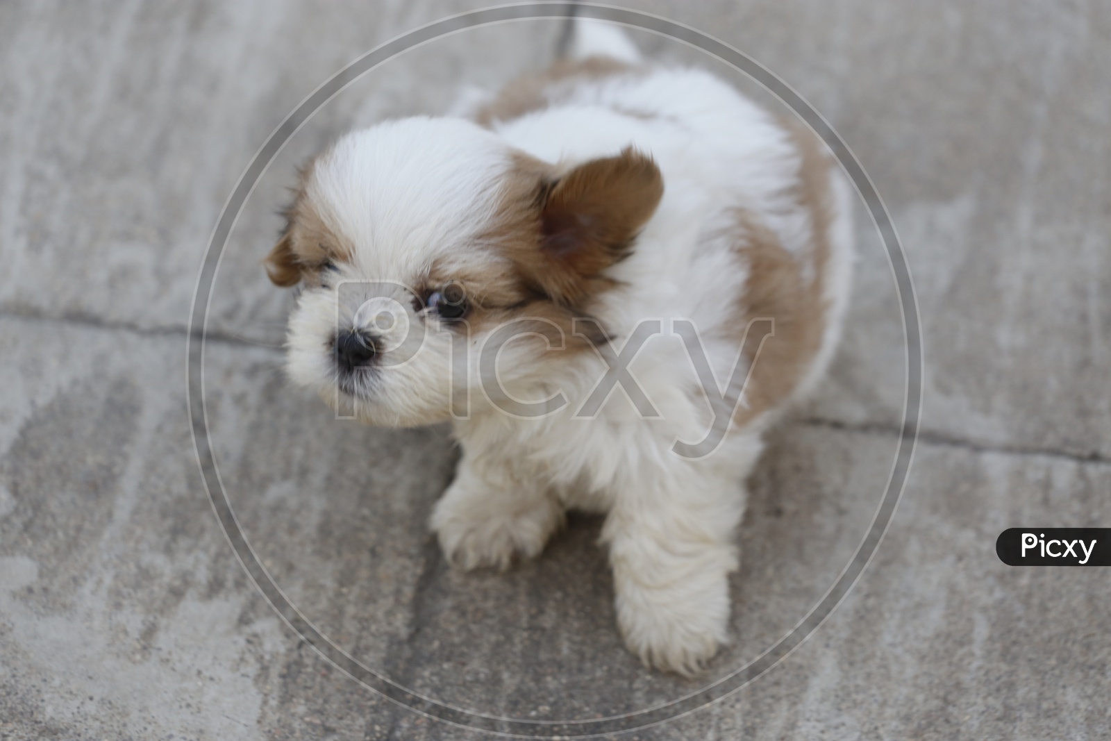 Cute  Shih Tzu Dog Puppy