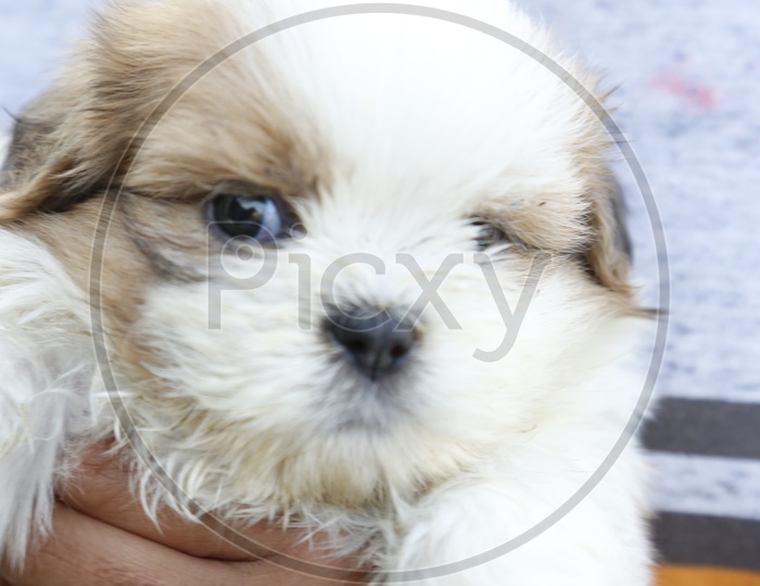 Cute Shih Tzu Dog Puppy