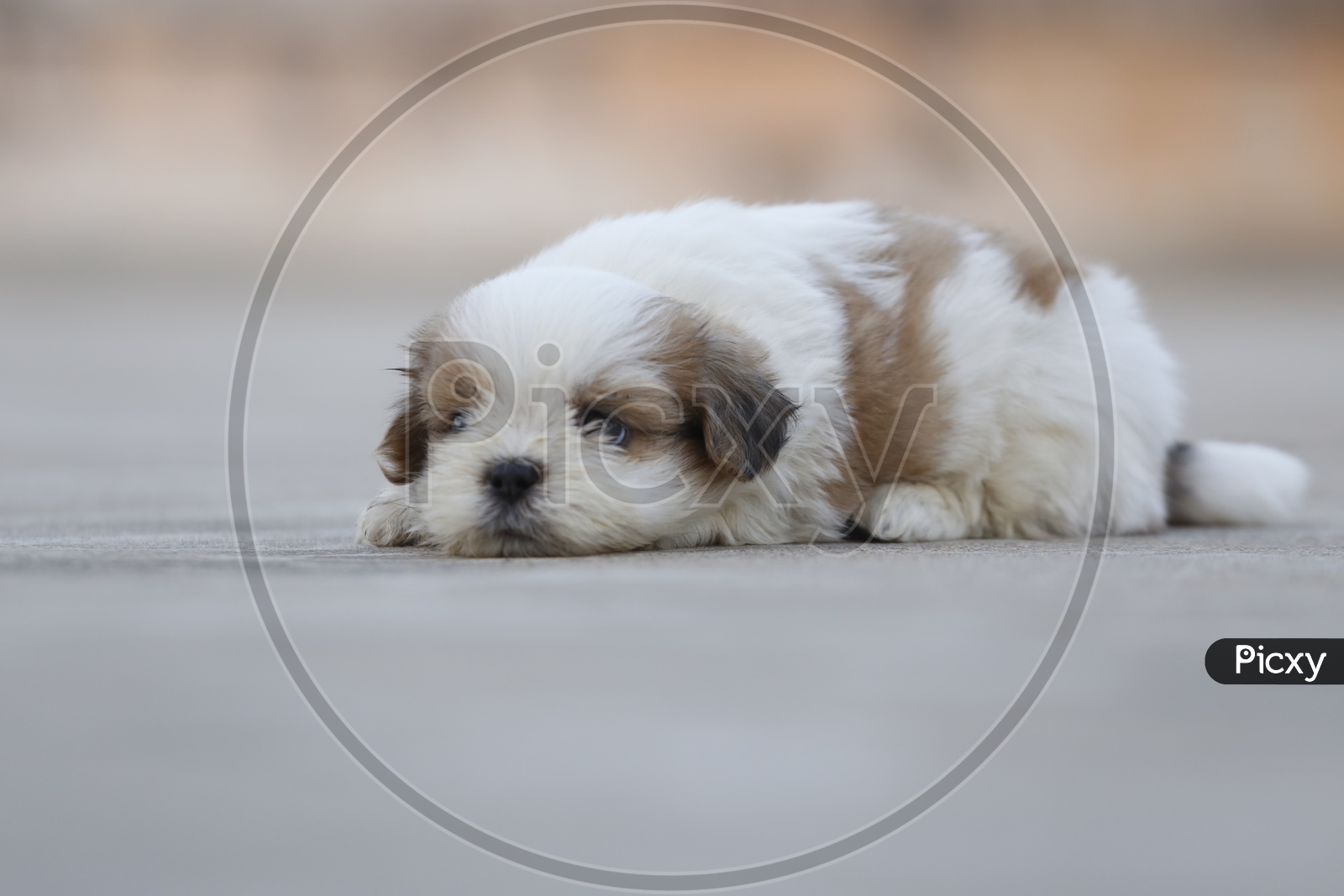 Cute Sleepy Shih Tzu Dog Puppy