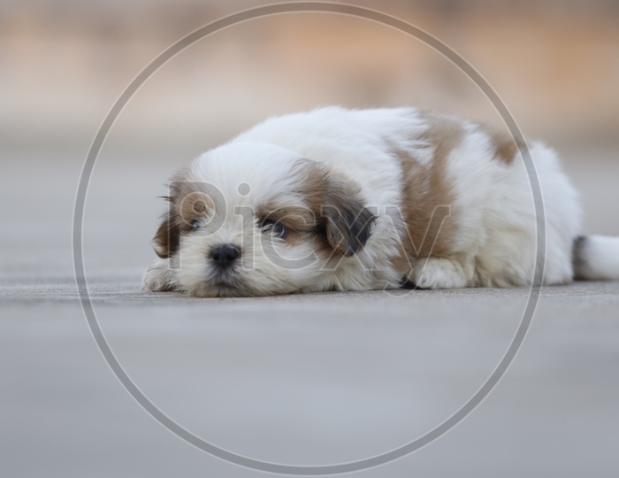 Cute Sleepy Shih Tzu Dog Puppy