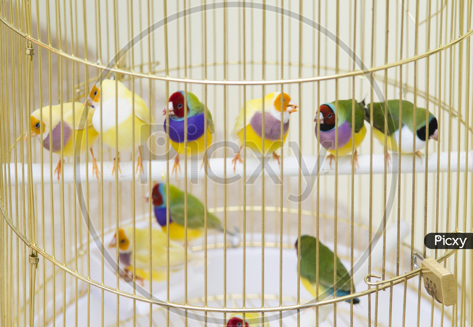 Lady Gouldian Finch in cage