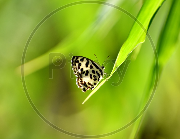 the common Pierrot is a small butterfly found in South Asia that belongs to the lycaenids, or blues family hanging  on the leaf