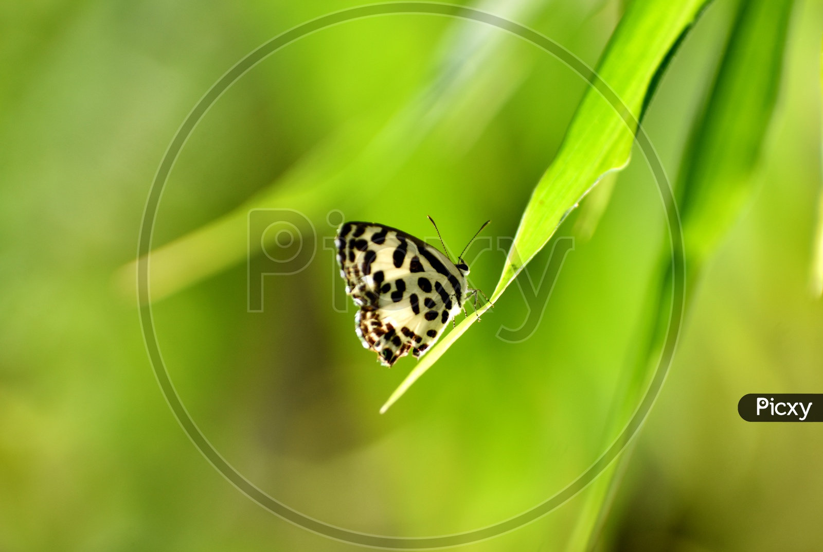 the common Pierrot is a small butterfly found in South Asia that belongs to the lycaenids, or blues family hanging  on the leaf