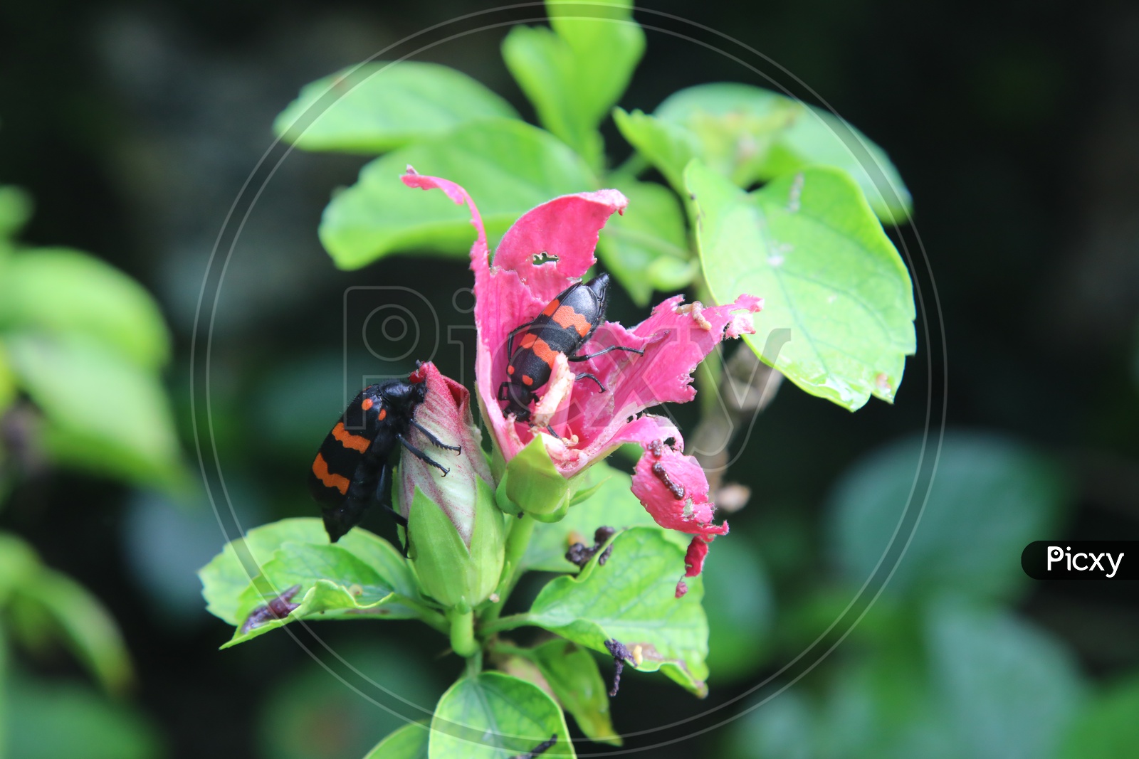 Red Garden Visitor Bug  Eating Hibiscus Flower on Plant