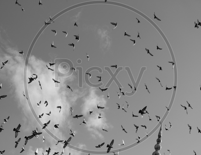 Pigeons Flying As a Flock With Sky Background