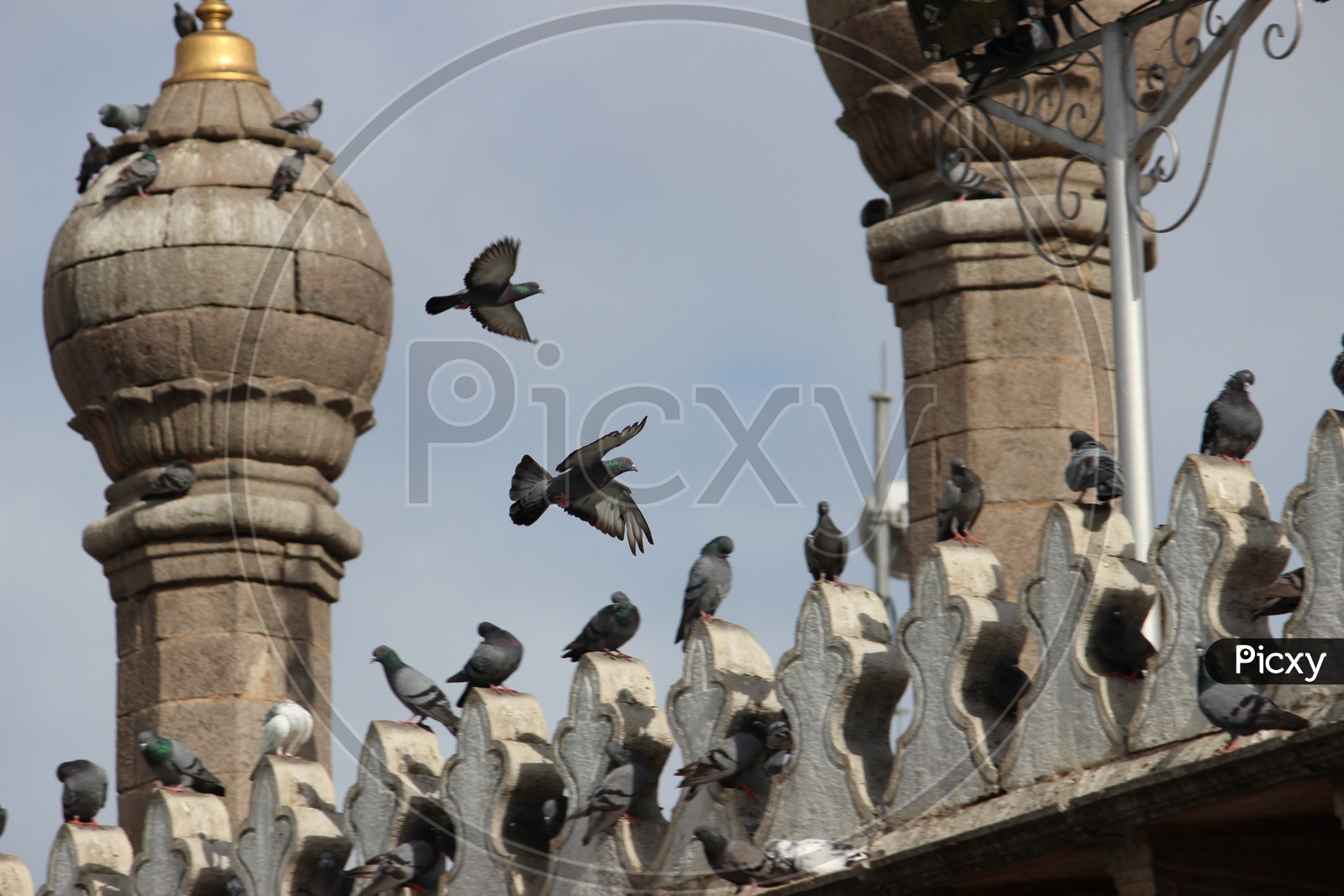 Pigeons Flying over Mecca Masjid