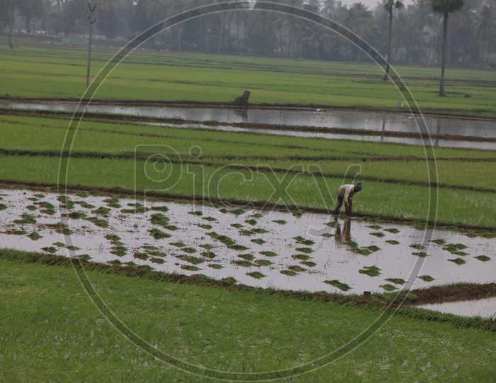Farmers Working In Paddy Harvesting Fields