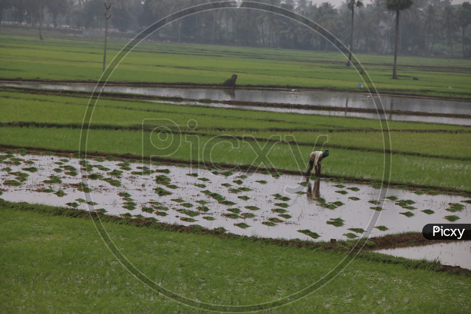 Farmers Working In Paddy Harvesting Fields