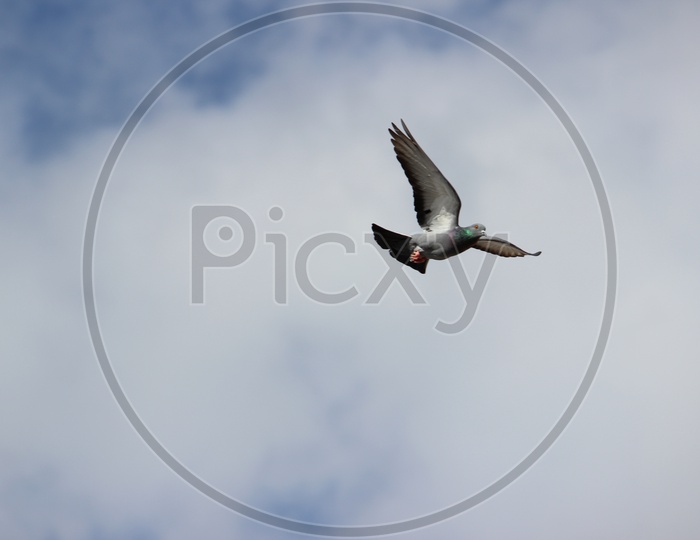 Pigeons Flying With Blue Sky As Background