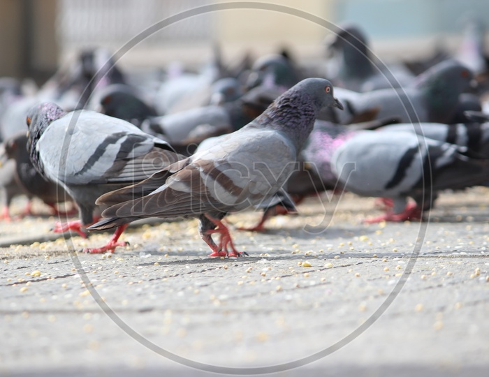 Pigeons Feeding As a Group In Mecca Masjid