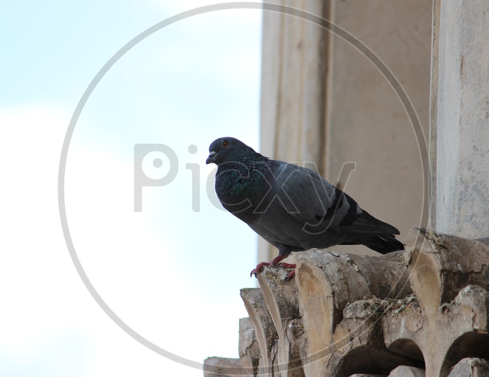 Pigeon Standing On Charminar