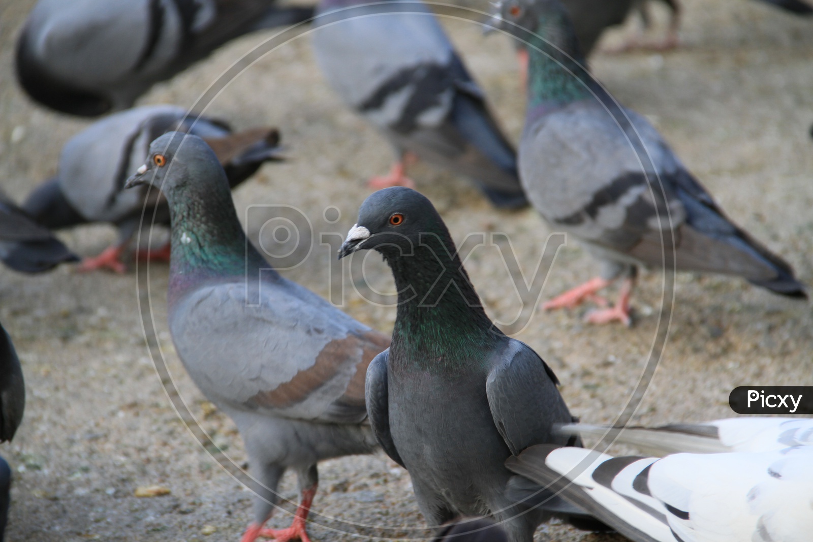 Pigeons  As a Flock Feeding At Mecca Masjid