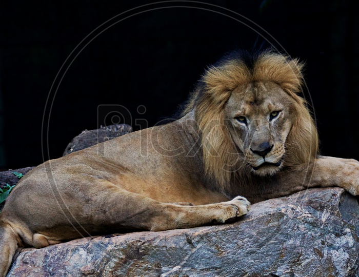 majestic  lion