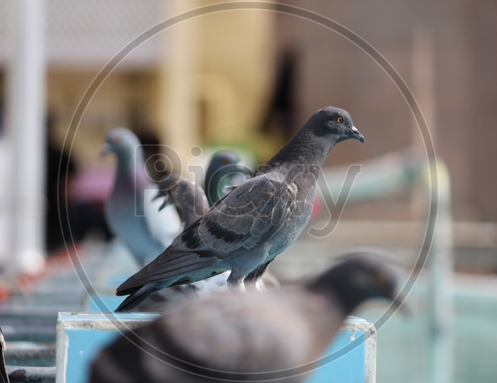 Pigeons Flock In Mecca Masjid