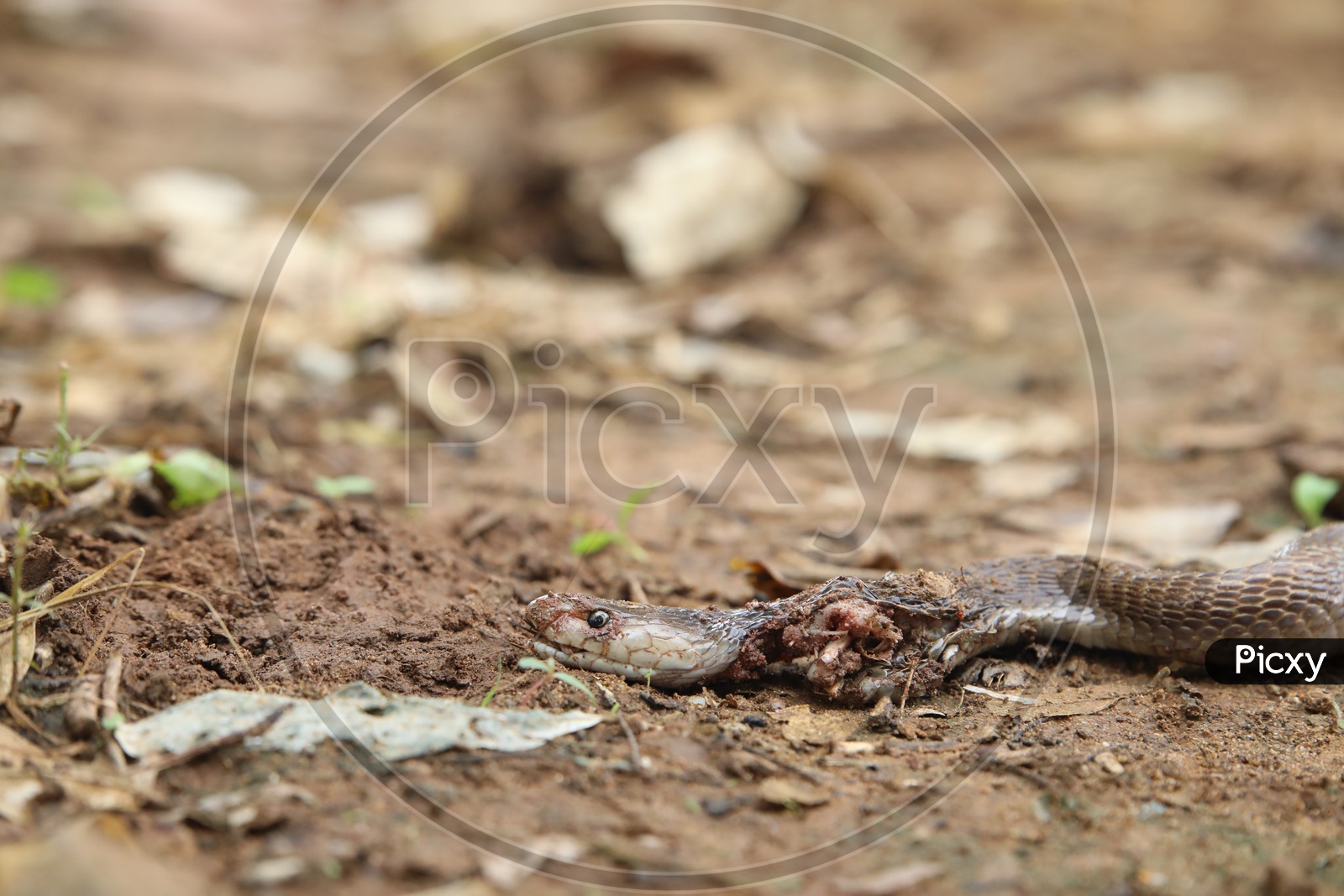A Died Cobra Snake