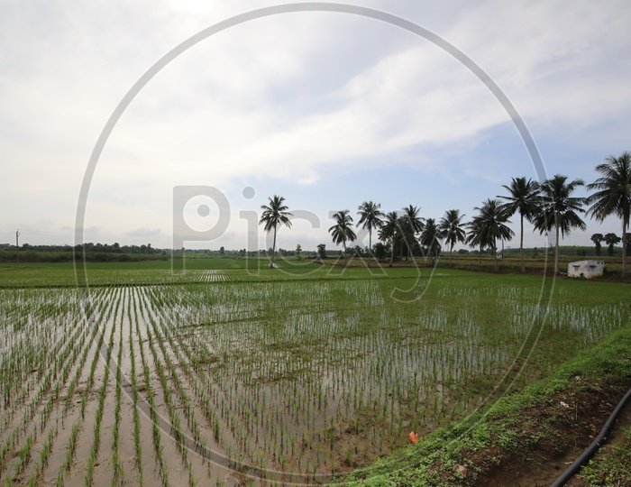 A View Of Palmyra Trees in Green Agricultural Paddy Fields With Sky As Background