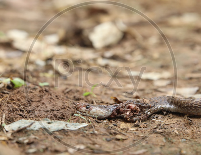 A Died Cobra Snake