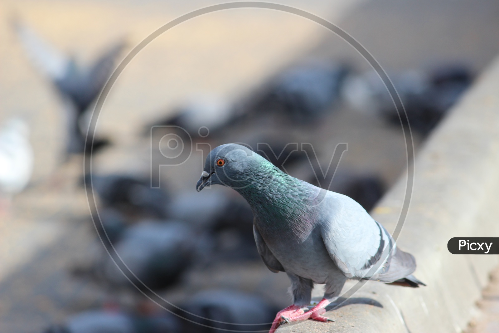 Pigeons As a Group Feeding  In Mecca Masjid