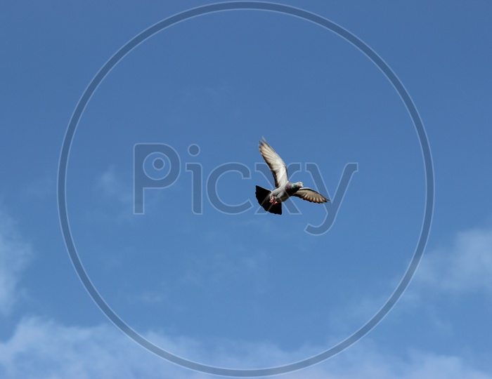 Pigeons Flying With Blue Sky As Background