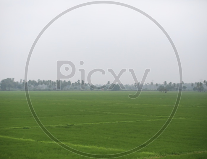 Paddy Or Rice Harvesting Fields With Blue Sky Background