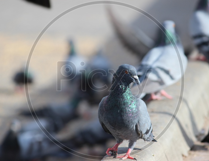 Pigeons As a Group Feeding  In Mecca Masjid