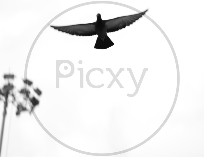 Silhouette Of A Pigeon Flying Over Sky Background