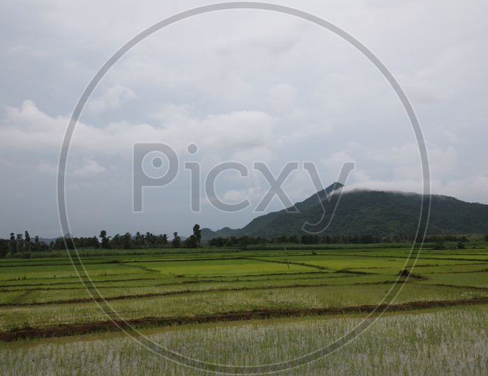 Thick White Fog Cloud Over A Green Hills With Paddy Fields in Foreground