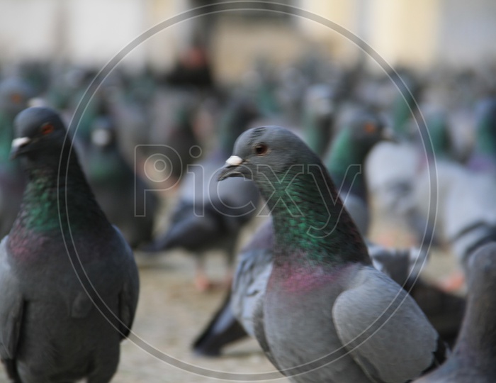Pigeons  As a Flock Feeding At Mecca Masjid