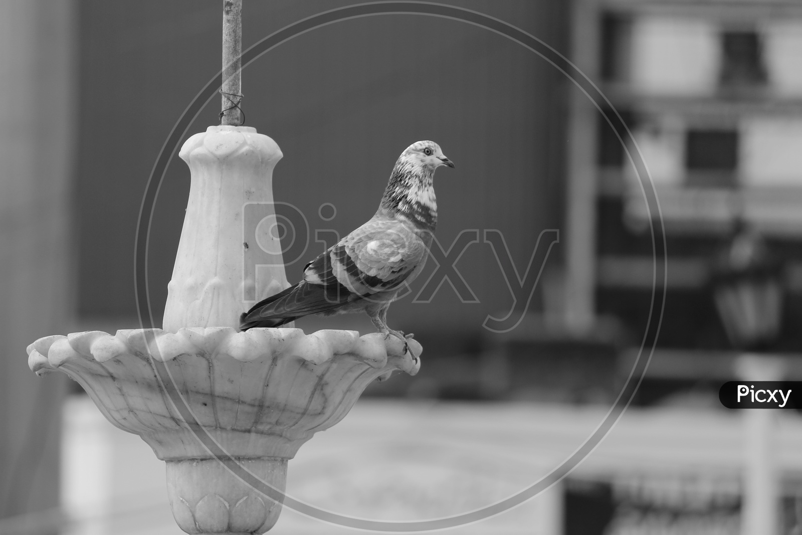 Pigeons  At Mecca Masjid
