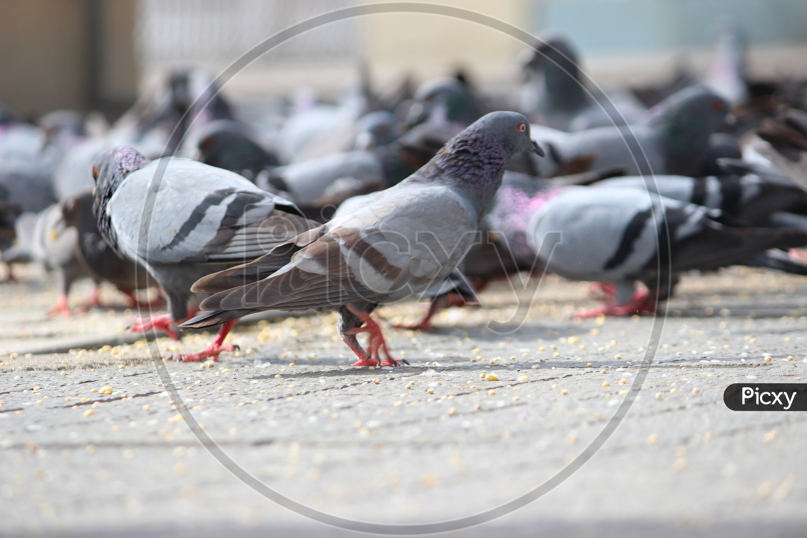 Pigeons Feeding As a Group In Mecca Masjid