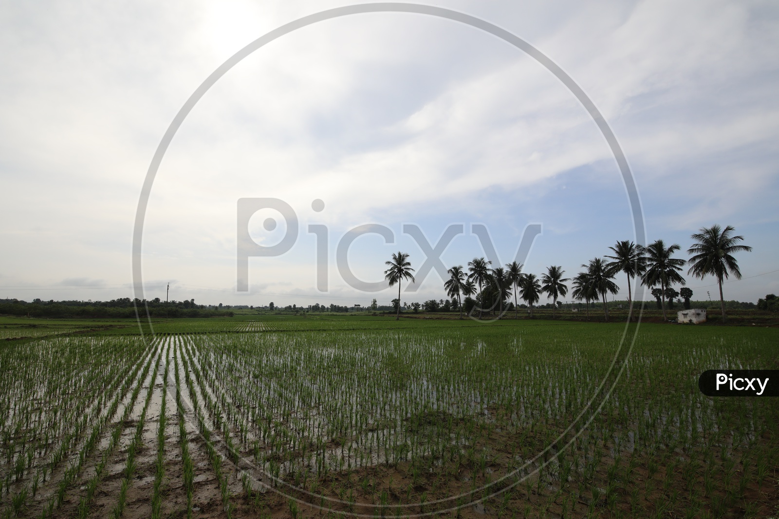 A View Of Palmyra Trees in Green Agricultural Paddy Fields With Sky As Background