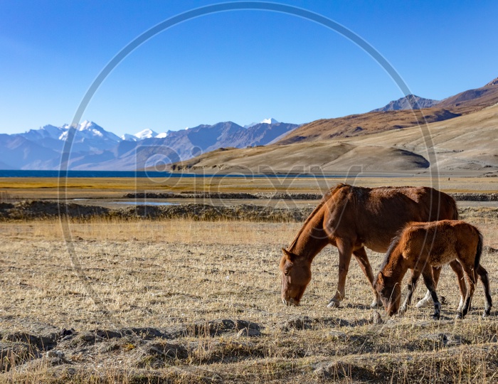 Horses Grazing In Valleys At Ladakh