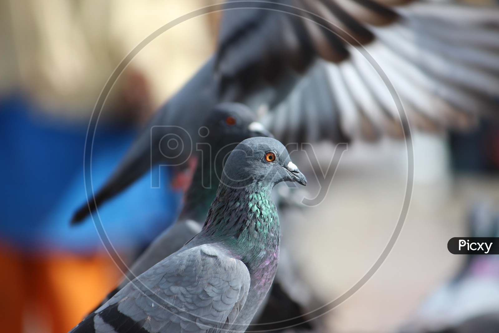 Pigeons Flock In Mecca Masjid