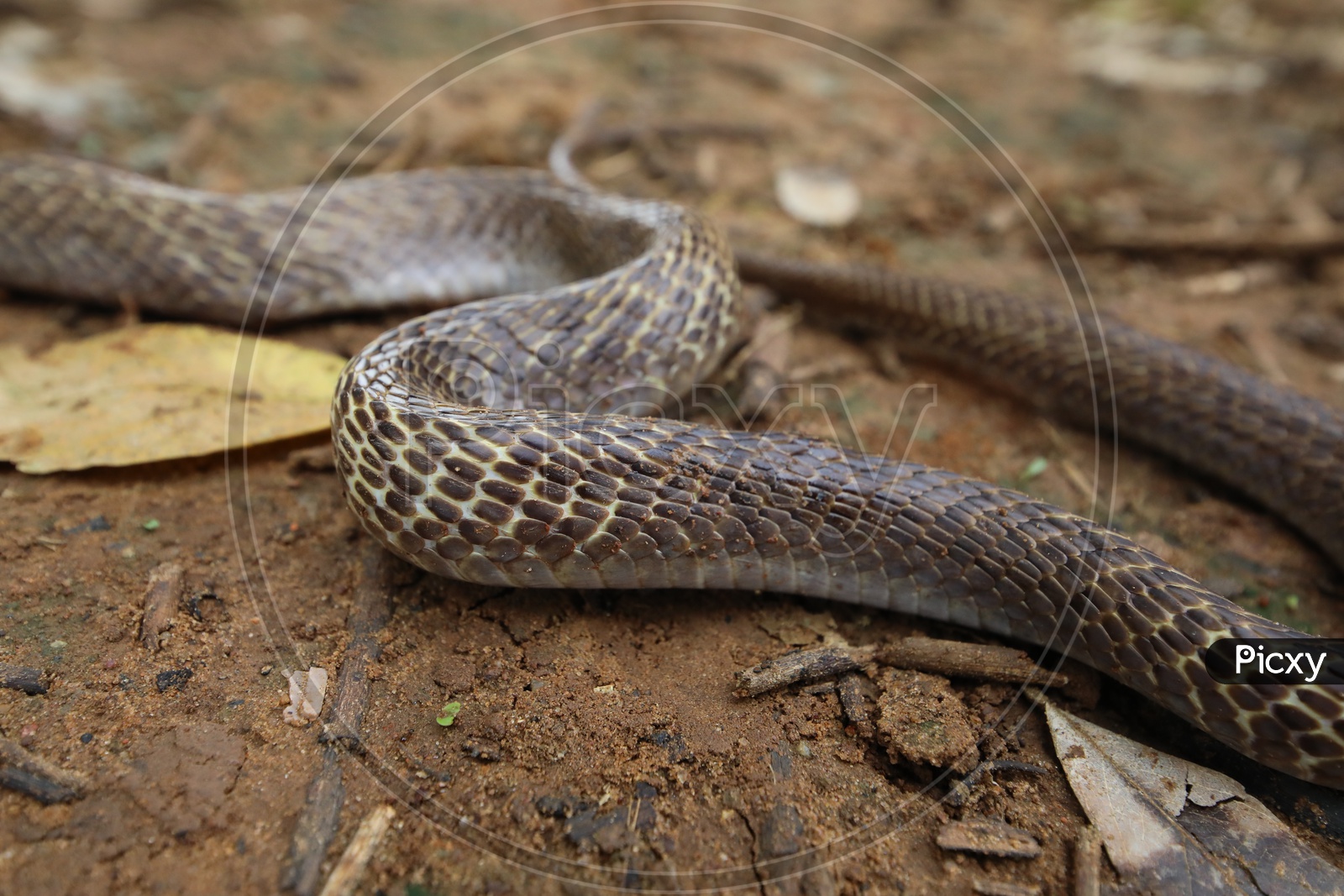 Image of Cobra Snake Tail Or Skin Texture With Patterns-SK708074-Picxy