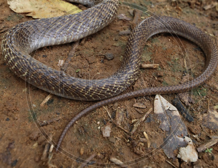 Image of Cobra Snake Tail Or Skin Texture With Patterns-LW934671-Picxy