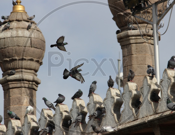 Pigeons Flying over Mecca Masjid