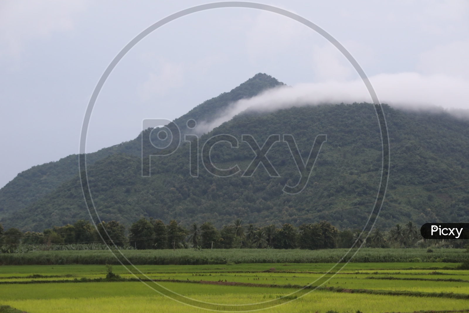 Thick White Fog Cloud Over A Green Hills With Paddy Fields in Foreground