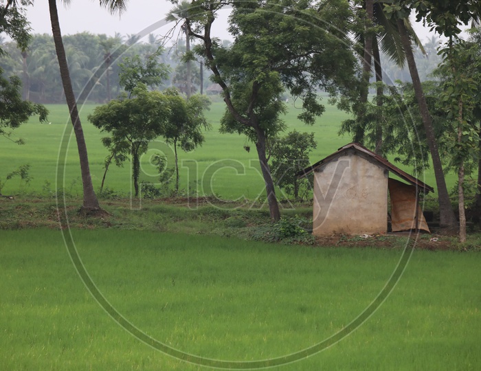 Paddy Harvesting Fields With Trees in Agricultural Land
